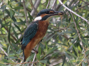 Vignette Rencontres 2015-2.jpg